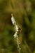 Spiranthes spiralis  - Christian Fleury