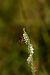 Spiranthes spiralis  - Christian Fleury
