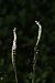 Spiranthes spiralis  - Christian Fleury