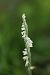 Spiranthes spiralis  - Christian Fleury