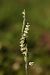 Spiranthes spiralis  - Christian Fleury