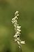 Spiranthes spiralis  - Christian Fleury