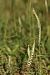 Spiranthes spiralis  - Christian Fleury