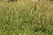 Spiranthes spiralis (Spiranthe d'automne) © Christian Fleury