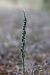 Spiranthes spiralis  - Ghislain Constans