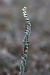 Spiranthes spiralis  - Ghislain Constans