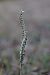 Spiranthes spiralis  - Ghislain Constans