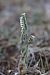 Spiranthes spiralis  - Ghislain Constans