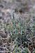 Spiranthes spiralis (Spiranthe d'automne) © Ghislain Constans