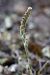 Spiranthes spiralis (Spiranthe d'automne) © Ghislain Constans