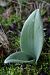 Himantoglossum hircinum - Ghislain Constans