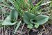 Himantoglossum hircinum - Ghislain Constans