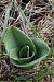 Himantoglossum hircinum - Ghislain Constans