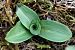 Ophrys aranifera - Ghislain Constans