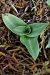 Ophrys aranifera - Ghislain Constans