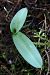 Ophrys fuciflora - Ghislain Constans