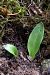 Ophrys fuciflora - Ghislain Constans