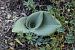 Himantoglossum hircinum  - Ghislain Constans