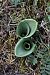 Himantoglossum hircinum (Orchis bouc) © Ghislain Constans