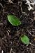 Ophrys funerea (Ophrys funèbre) © Ghislain Constans