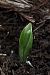 Orchis mascula (Orchis mâle) © Ghislain Constans