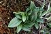 Ophrys sphegodes  - Ghislain Constans