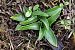 Anacamptis morio  - Ghislain Constans