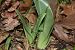 Himantoglossum hircinum (Orchis bouc) © Jean-Christophe Blanchard