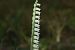 Spiranthes spiralis (Spiranthe d'automne) © Jean-Christophe Blanchard
