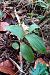 Epipactis helleborine (Épipactis à larges feuilles) © Nicole Taillandier