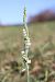 Spiranthes spiralis  - Vincent Gillet (21)