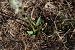 Spiranthes spiralis  - Vincent Gillet (21)