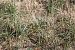 Spiranthes spiralis (Spiranthe d'automne) © Vincent Gillet (21)