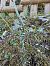 Spiranthes spiralis (Spiranthe d'automne) © Nadine Duche