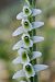 Spiranthes spiralis  - Jany Husson