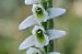 Spiranthes spiralis  - Jany Husson