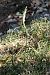 Spiranthes spiralis  - Jany Husson