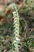 Spiranthes spiralis  - Jany Husson