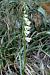 Spiranthes spiralis  - Jany Husson