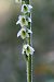 Spiranthes spiralis  - Jany Husson