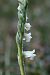 Spiranthes spiralis  - Jany Husson
