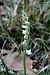 Spiranthes spiralis  - Jany Husson