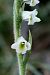 Spiranthes spiralis  - Jany Husson