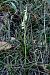 Spiranthes spiralis  - Jany Husson
