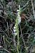 Spiranthes spiralis  - Jany Husson