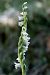 Spiranthes spiralis  - Jany Husson