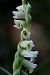 Spiranthes spiralis  - Jany Husson