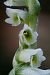 Spiranthes spiralis (Spiranthe d'automne) © Jany Husson