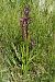 Anacamptis laxiflora  - Jany Husson