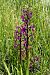 Anacamptis laxiflora  - Jany Husson